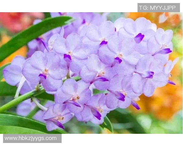 包足球花的魅力与传承探讨及其在现代生活中的应用与发展